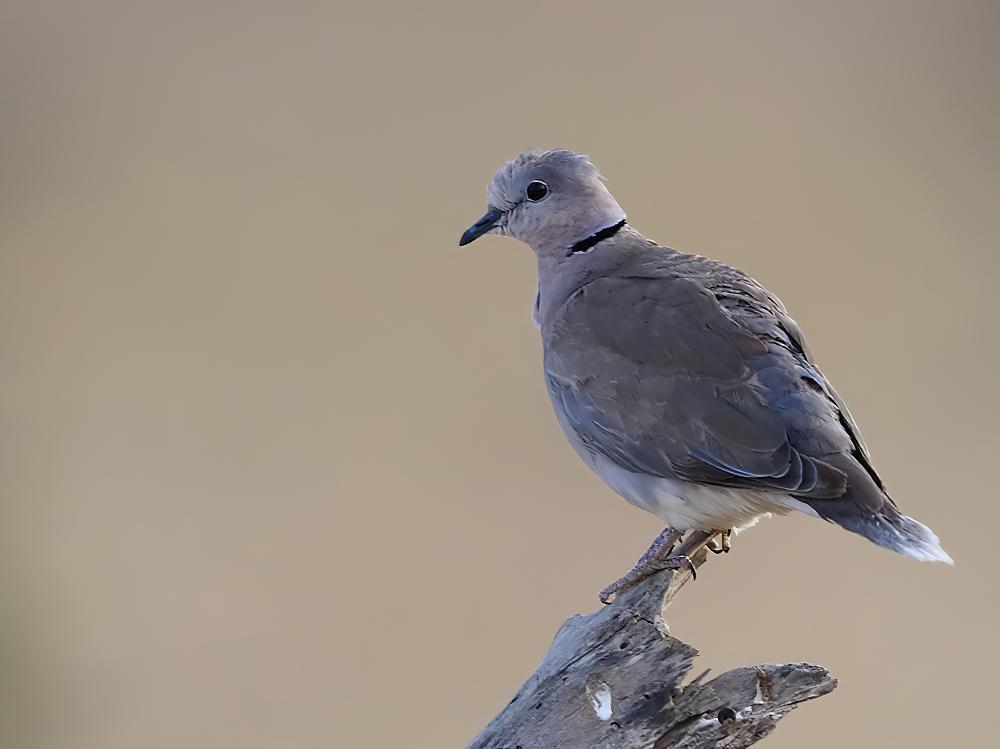 环颈斑鸠 / Ring-necked Dove / Streptopelia capicola