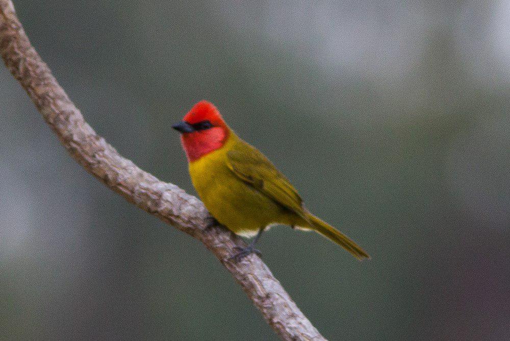 红头丽唐纳雀 / Red-headed Tanager / Piranga erythrocephala