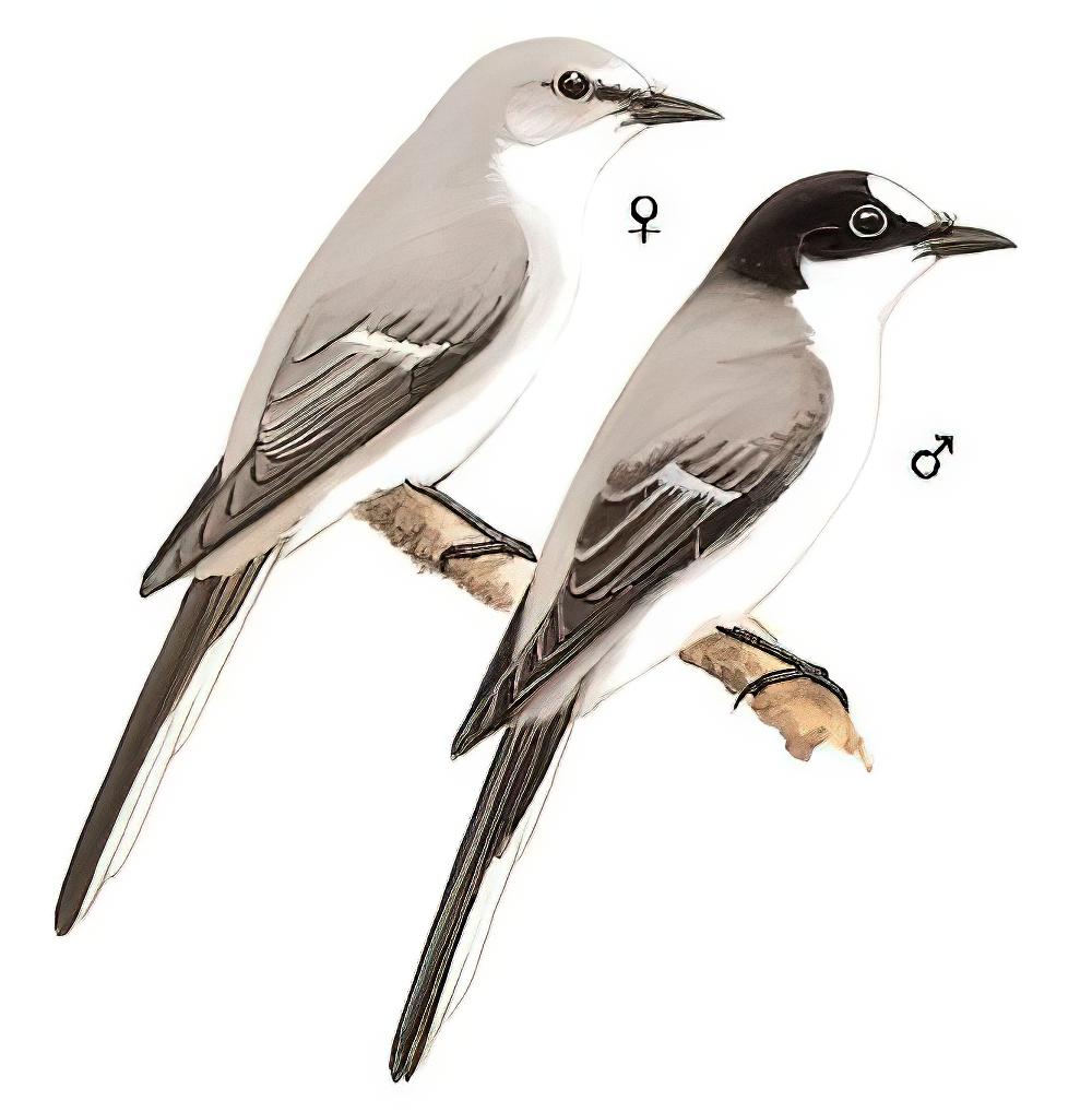 灰山椒鸟 / Ashy Minivet / Pericrocotus divaricatus