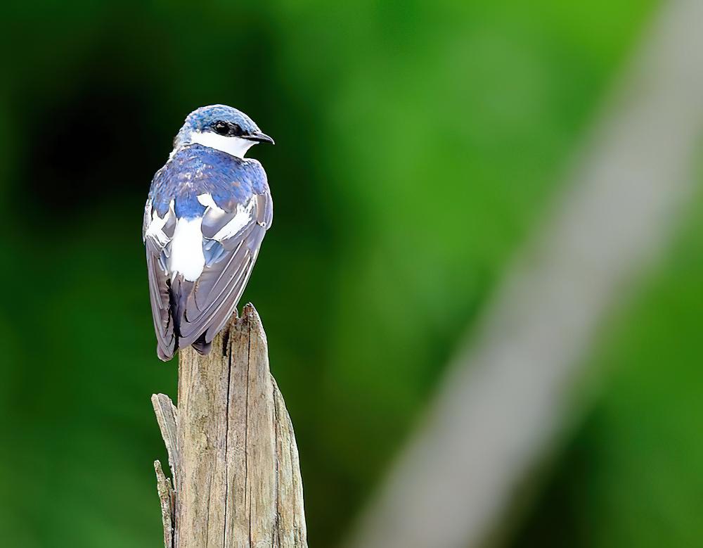 白翅树燕 / White-winged Swallow / Tachycineta albiventer