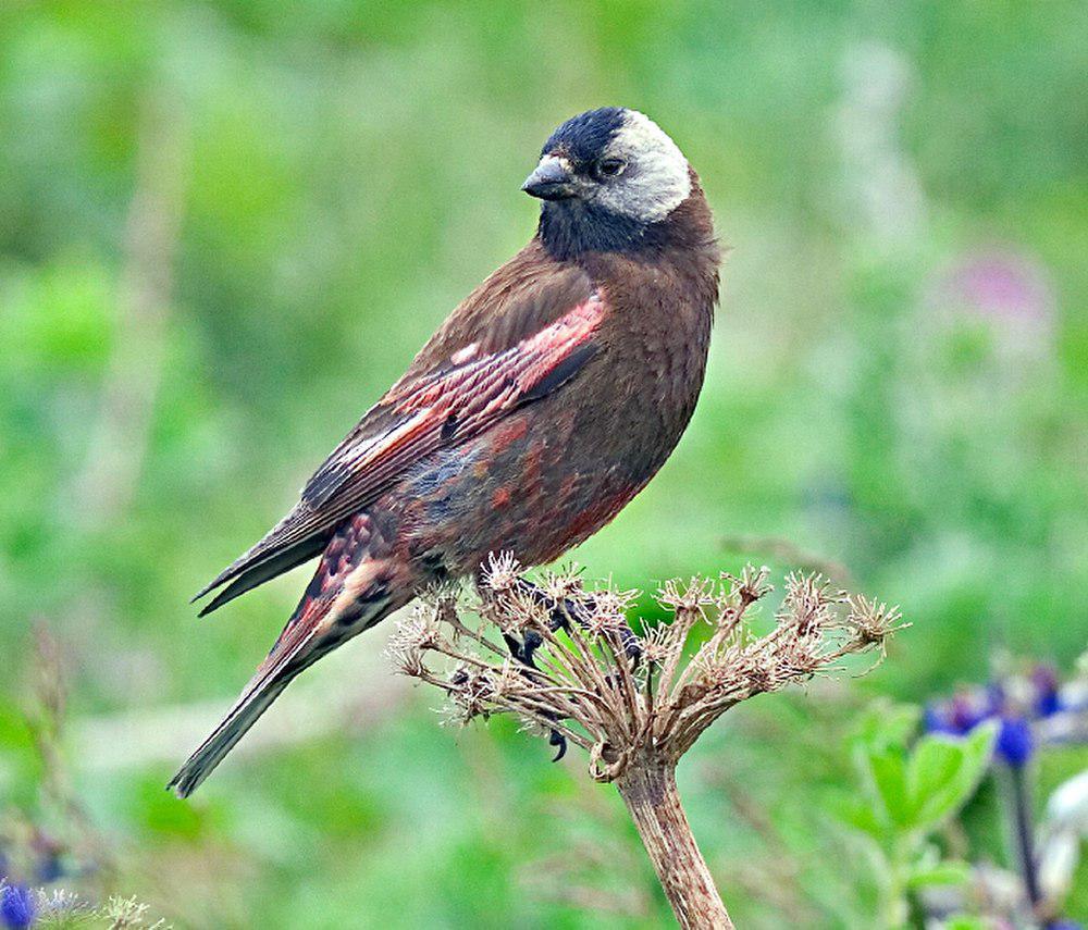 灰头岭雀 / Grey-crowned Rosy Finch / Leucosticte tephrocotis