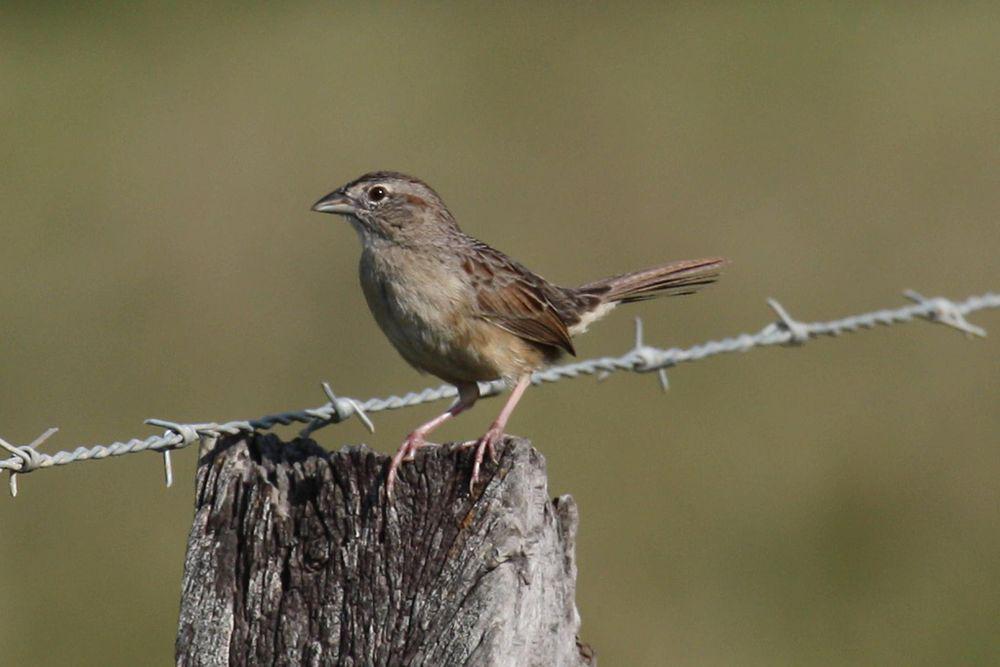 博氏猛雀鹀 / Botteri\'s Sparrow / Peucaea botterii