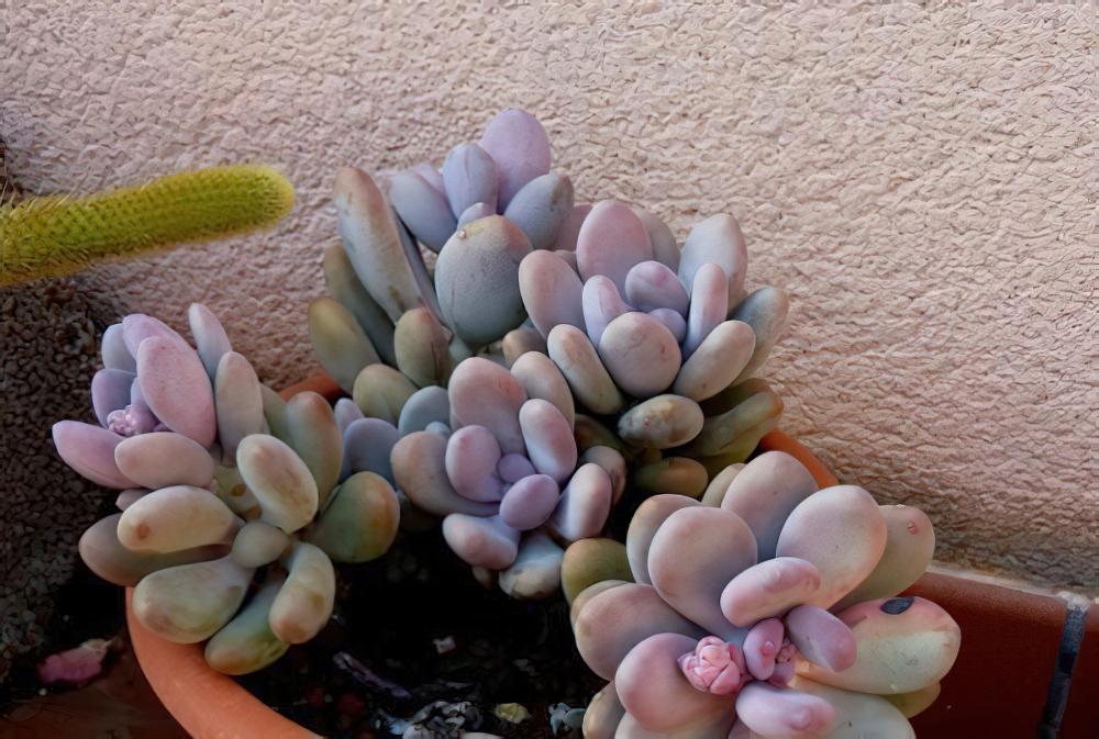 桃美人 Pachyphytum ‘Blue Haze‘