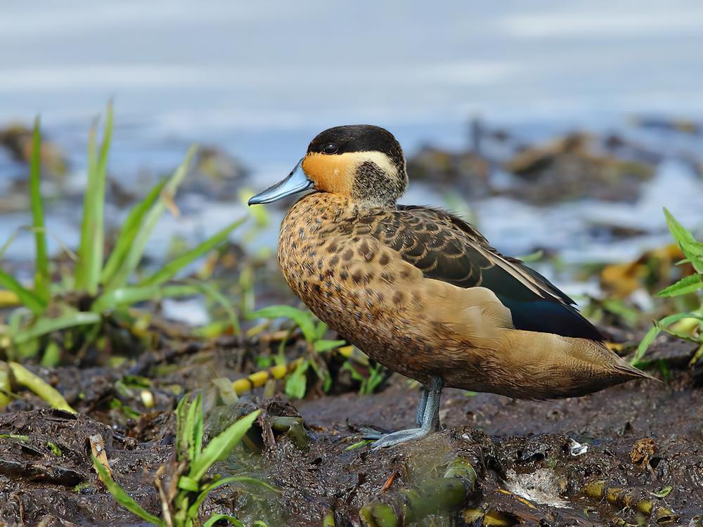 南非鸭 / Hottentot Teal / Spatula hottentota