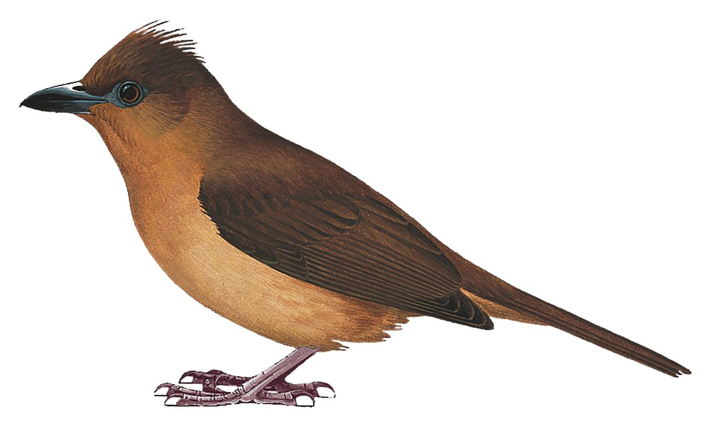 冠林鵙鹟 / Piping Bellbird / Ornorectes cristatus