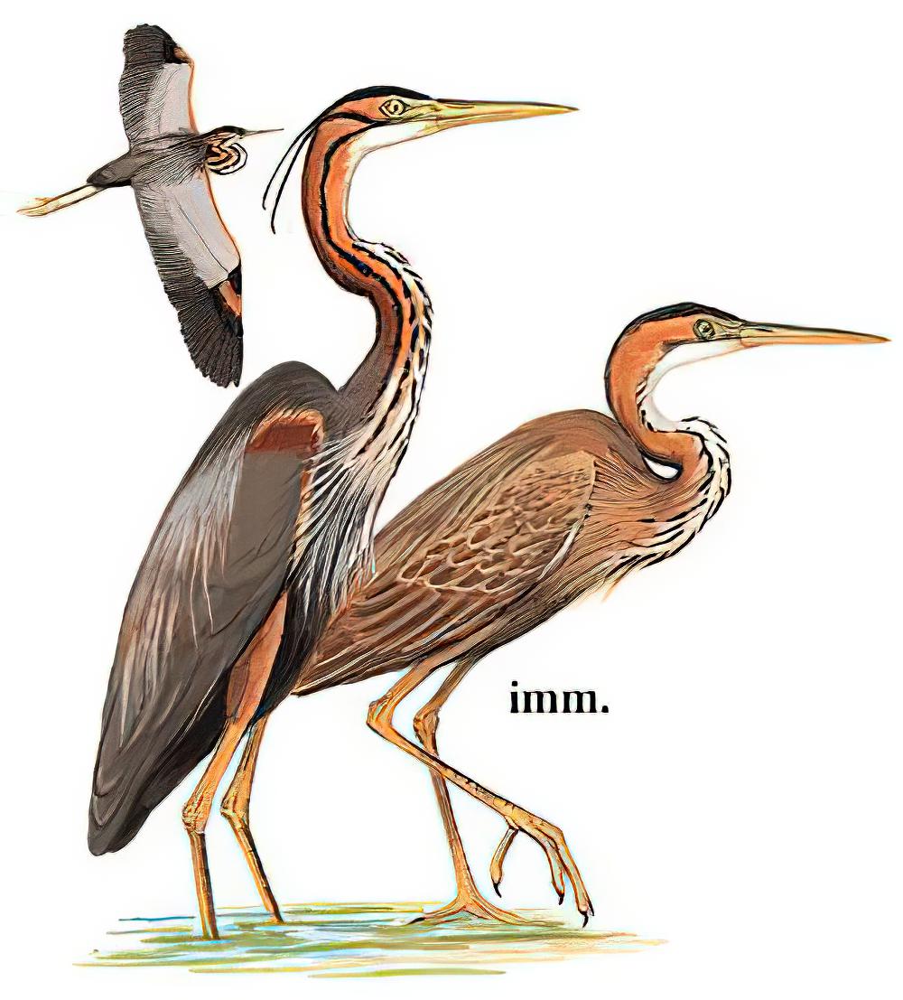 草鹭 / Purple Heron / Ardea purpurea