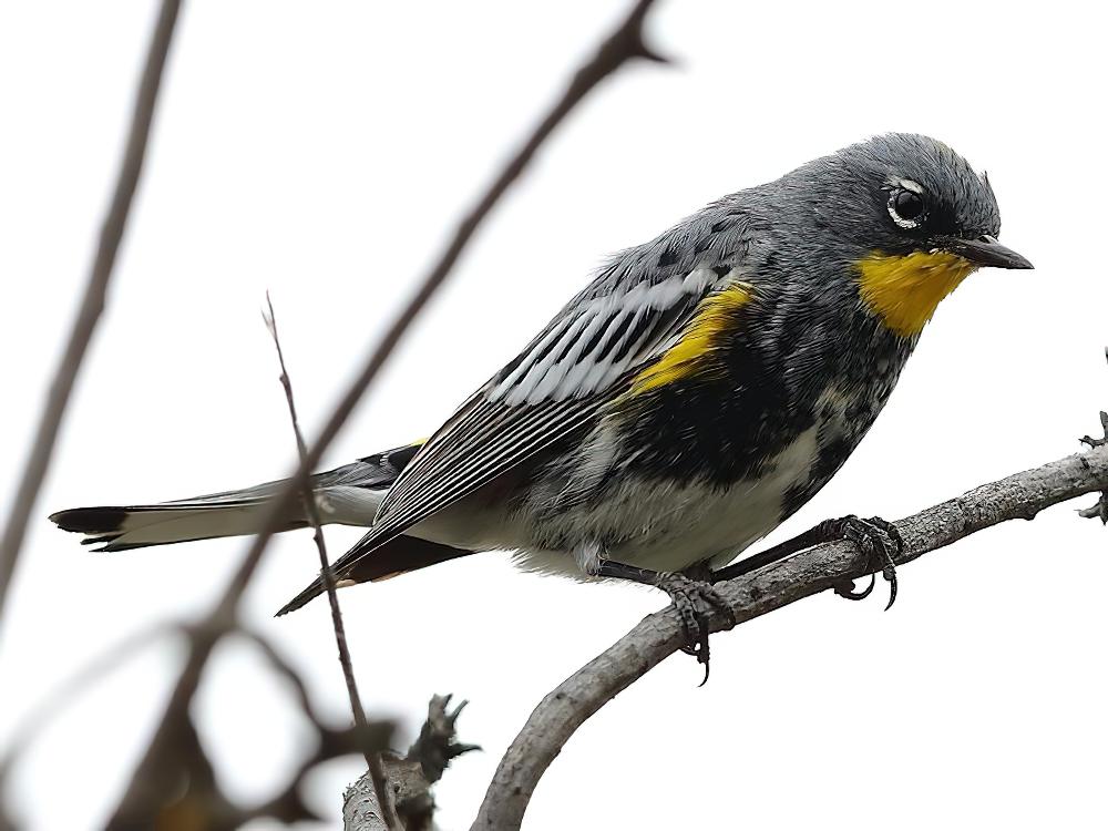 黑胸虫森莺 / Bachman\'s Warbler / Vermivora bachmanii