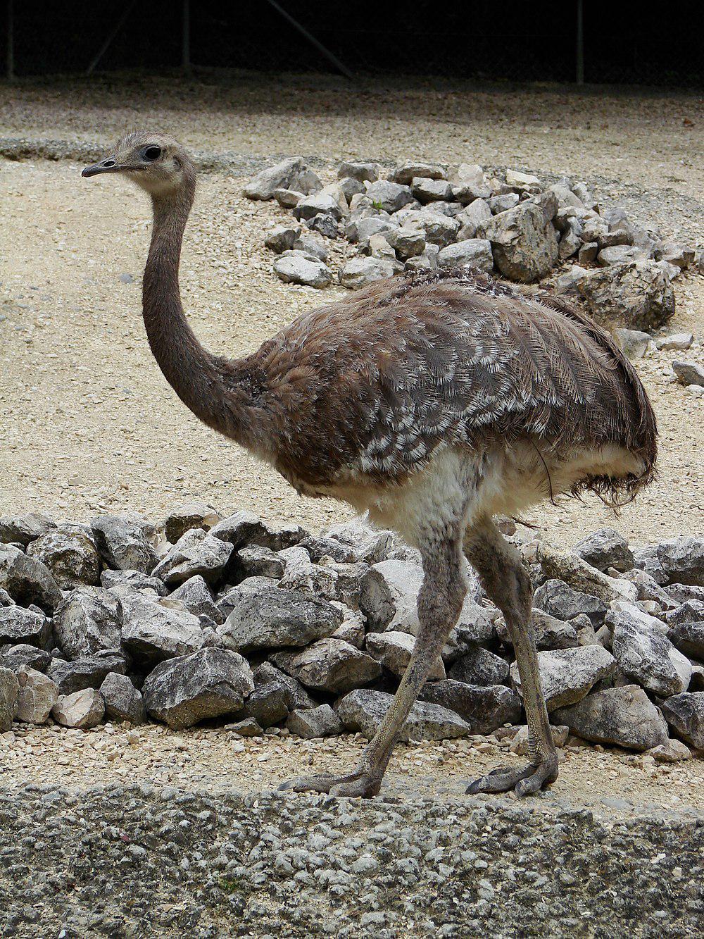 小美洲鸵 / Lesser Rhea / Rhea pennata