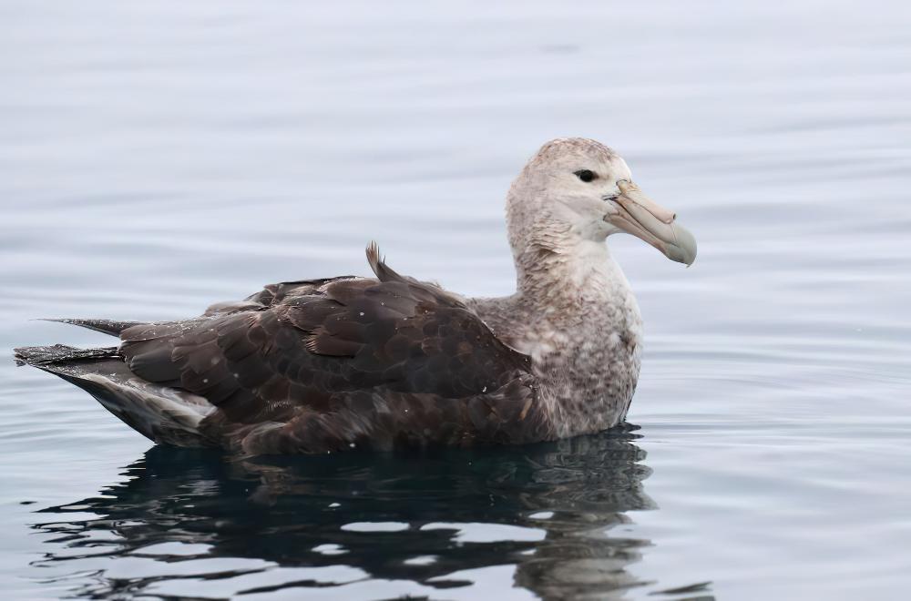 巨鹱 / Southern Giant Petrel / Macronectes giganteus