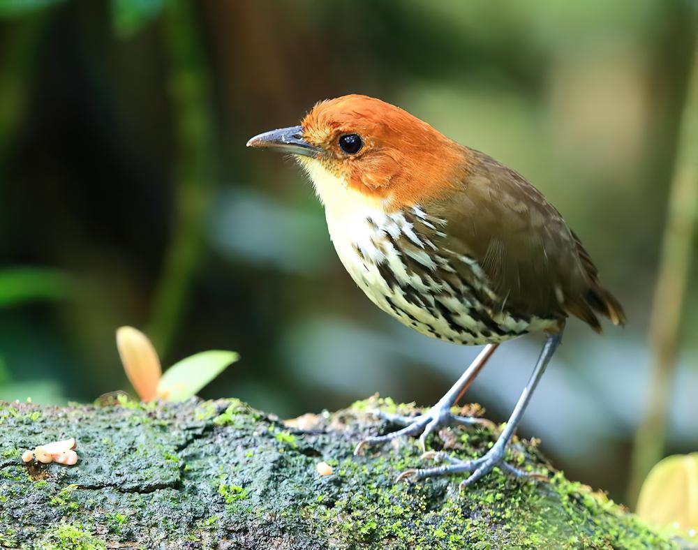 栗顶蚁鸫 / Chestnut-crowned Antpitta / Grallaria ruficapilla