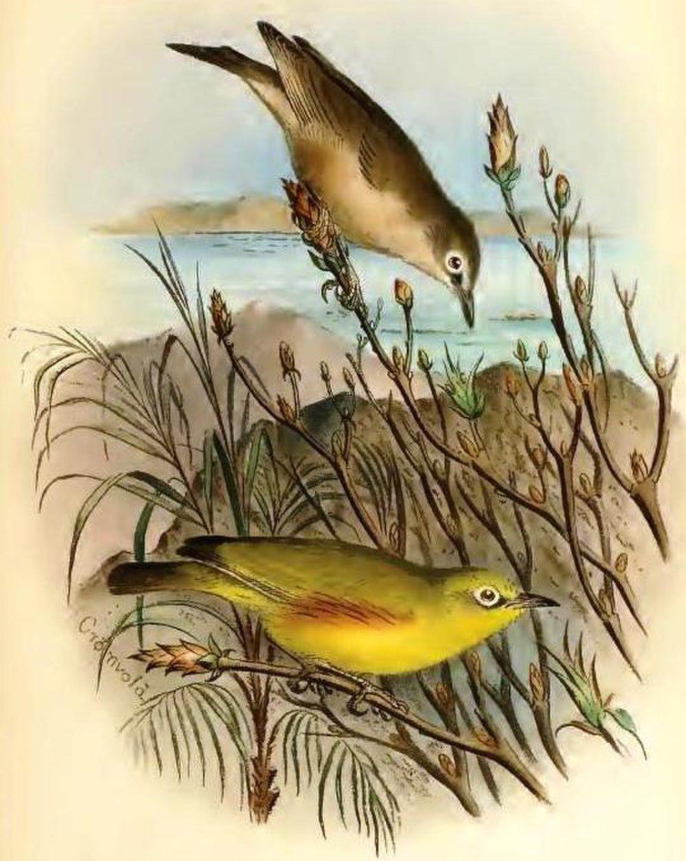 塞舌尔栗胁绣眼鸟 / Marianne White-eye / Zosterops semiflavus