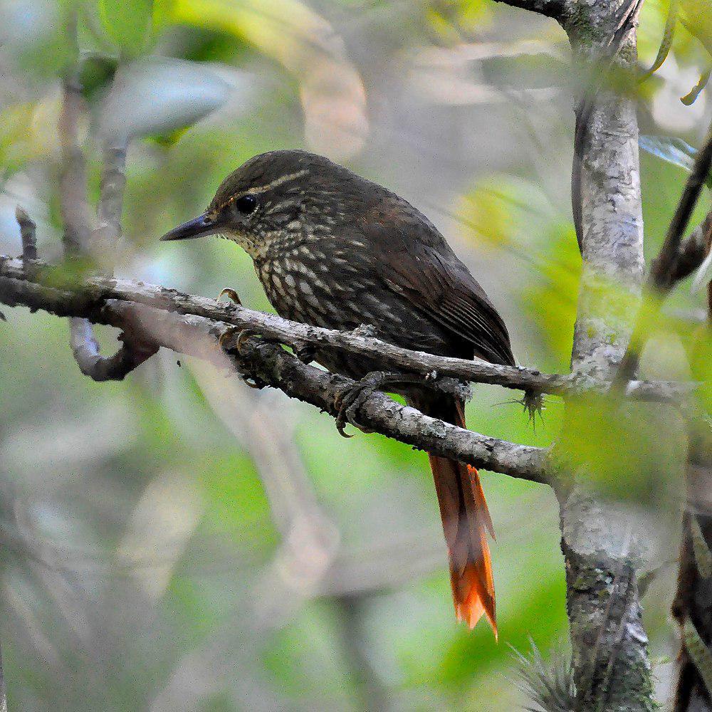 黄眉拾叶雀 / Buff-browed Foliage-gleaner / Syndactyla rufosuperciliata