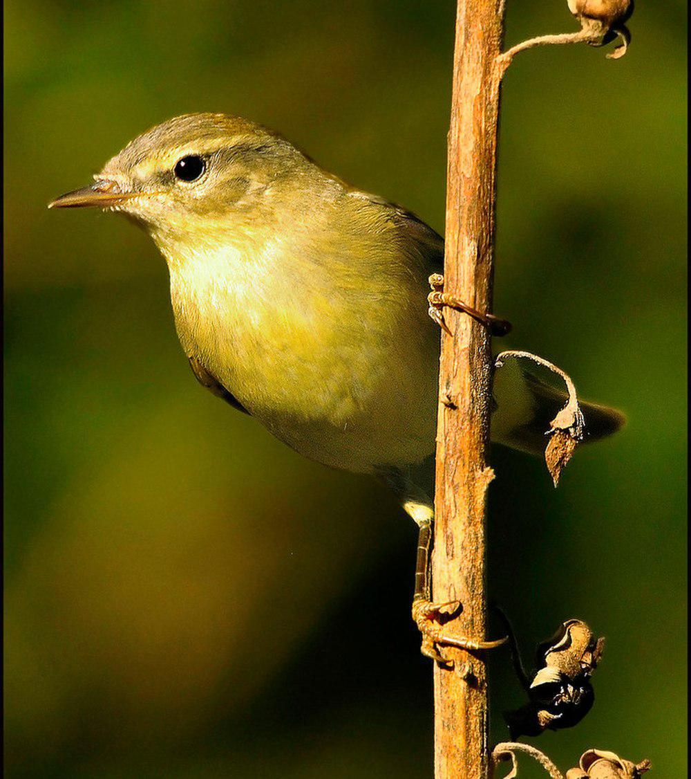 伊比利亚柳莺 / Iberian Chiffchaff / Phylloscopus ibericus