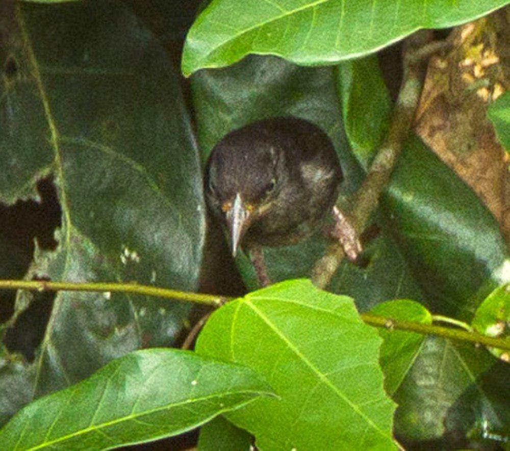 白枕黑织雀 / Maxwell\'s Black Weaver / Ploceus albinucha