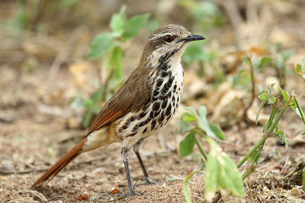 斑晨鸫 / Spotted Palm Thrush / Cichladusa guttata