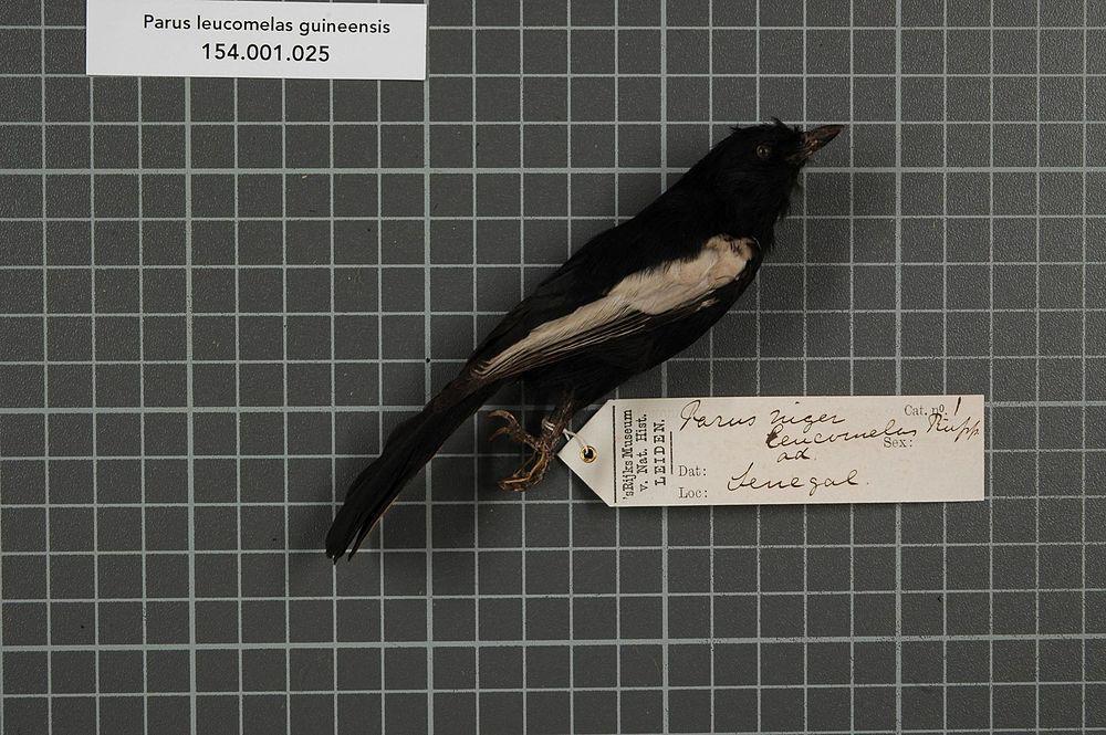 白肩黑山雀 / White-shouldered Black Tit / Melaniparus guineensis