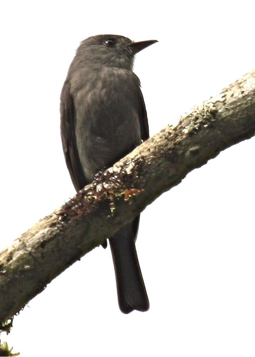 纯色蚁鵙 / Uniform Antshrike / Thamnophilus unicolor