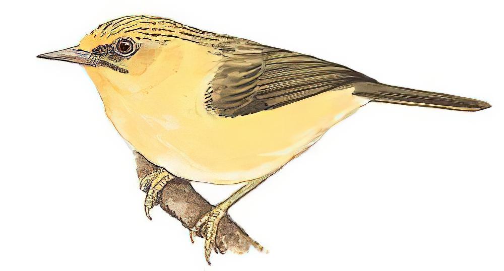 金头穗鹛 / Golden Babbler / Cyanoderma chrysaeum