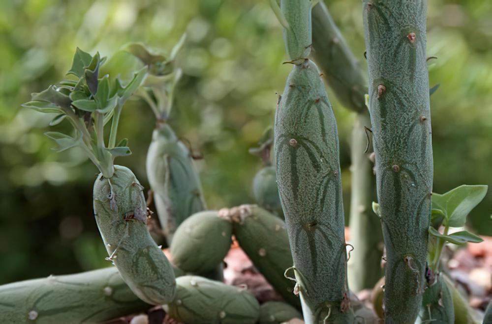 七宝树Senecio articulatus