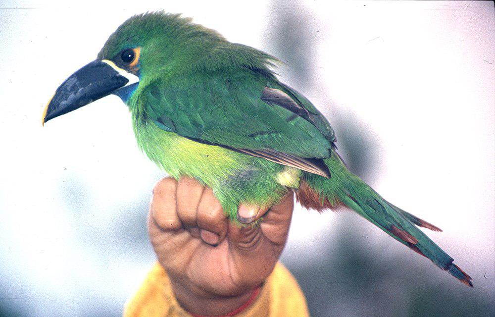 黑喉巨嘴鸟 / Black-throated Toucanet / Aulacorhynchus atrogularis