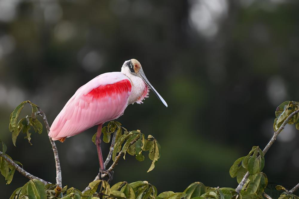 粉红琵鹭 / Roseate Spoonbill / Platalea ajaja