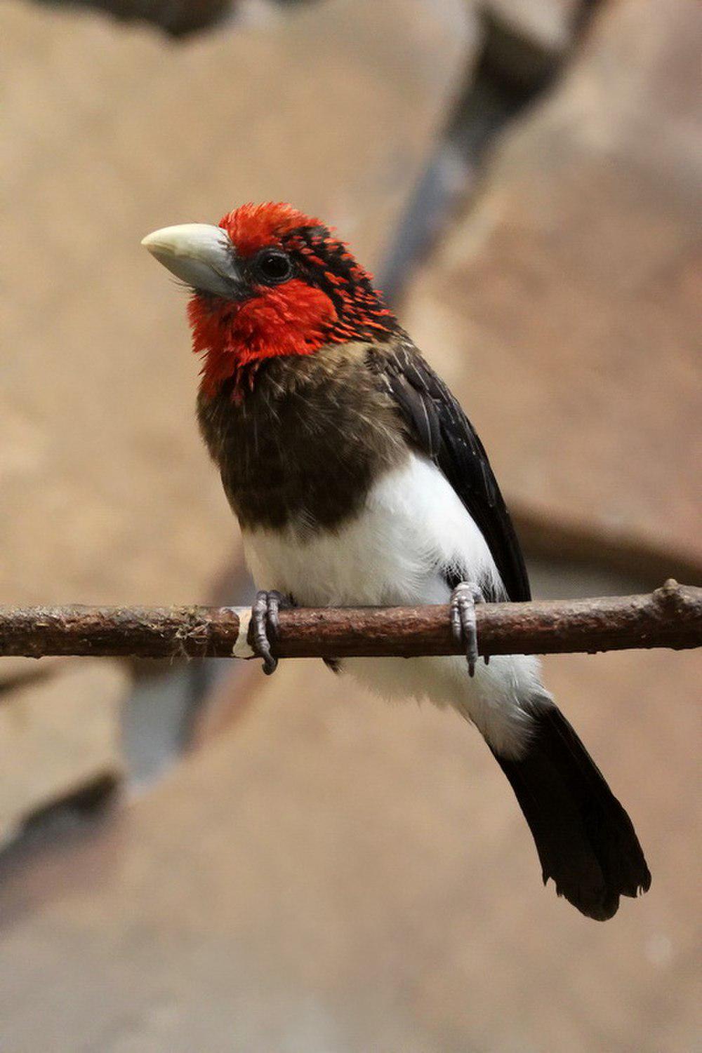 褐胸拟䴕 / Brown-breasted Barbet / Lybius melanopterus