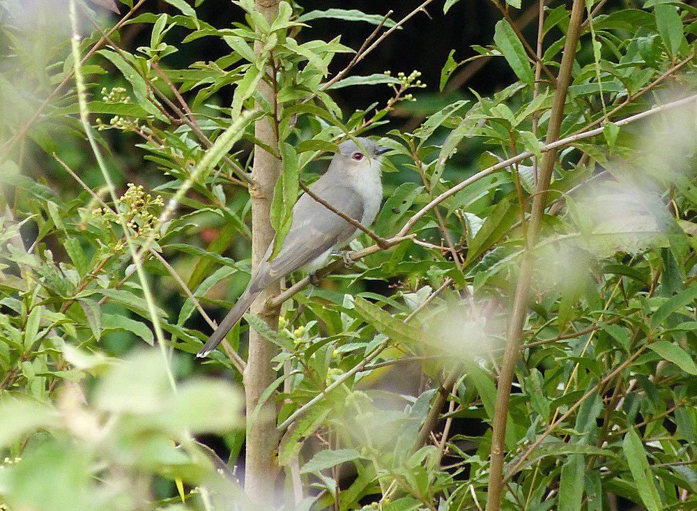 灰美洲鹃 / Ash-colored Cuckoo / Coccycua cinerea