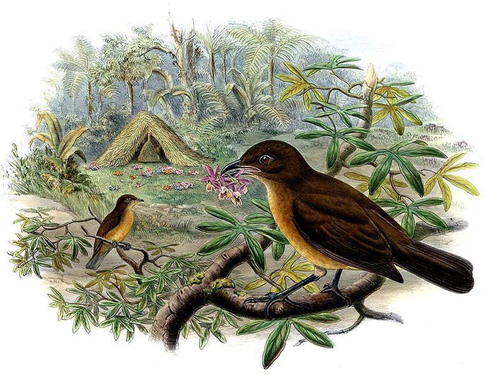 褐色园丁鸟 / Vogelkop Bowerbird / Amblyornis inornata