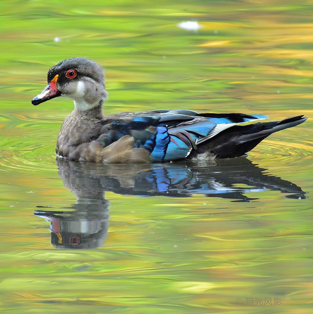 林鸳鸯 / Wood Duck / Aix sponsa