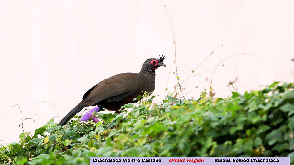 棕腹小冠雉 / Rufous-bellied Chachalaca / Ortalis wagleri