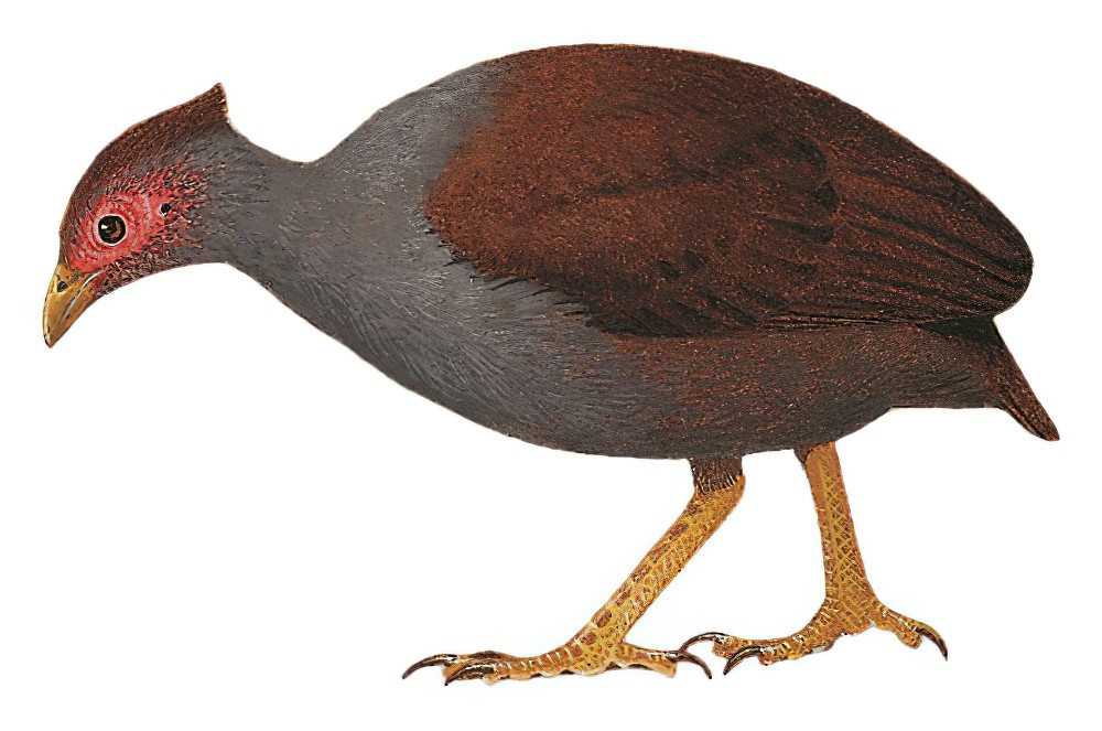 斑喉塚雉 / New Guinea Scrubfowl / Megapodius decollatus