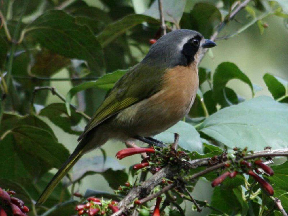 暗绿丛鵙 / Olive Bushshrike / Chlorophoneus olivaceus