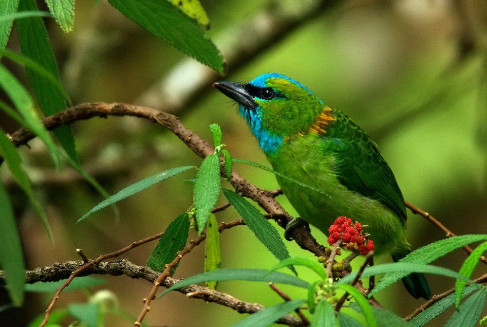 金枕拟䴕 / Golden-naped Barbet / Psilopogon pulcherrimus