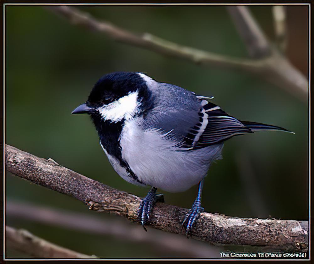 苍背山雀 / Cinereous Tit / Parus cinereus