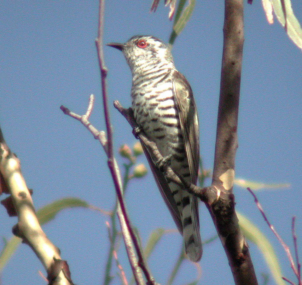 棕胸金鹃 / Little Bronze Cuckoo / Chrysococcyx minutillus