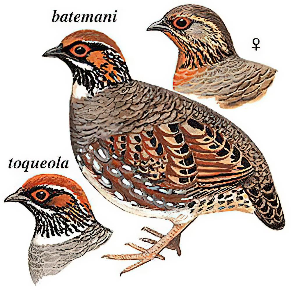 环颈山鹧鸪 / Hill Partridge / Arborophila torqueola