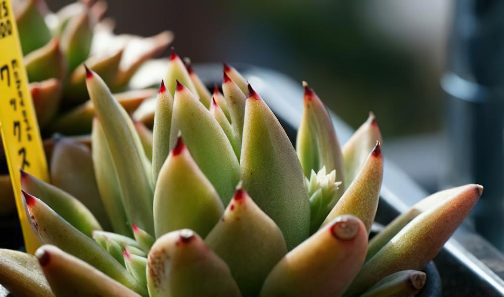 Echeveria agavoides-东云