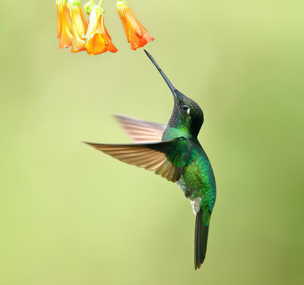 大蜂鸟 / Rivoli\'s Hummingbird / Eugenes fulgens