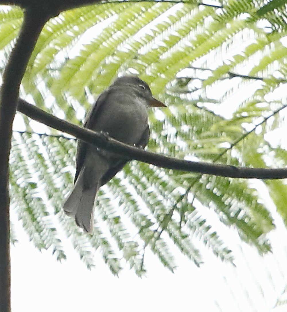 黑绿霸鹟 / Blackish Pewee / Contopus nigrescens