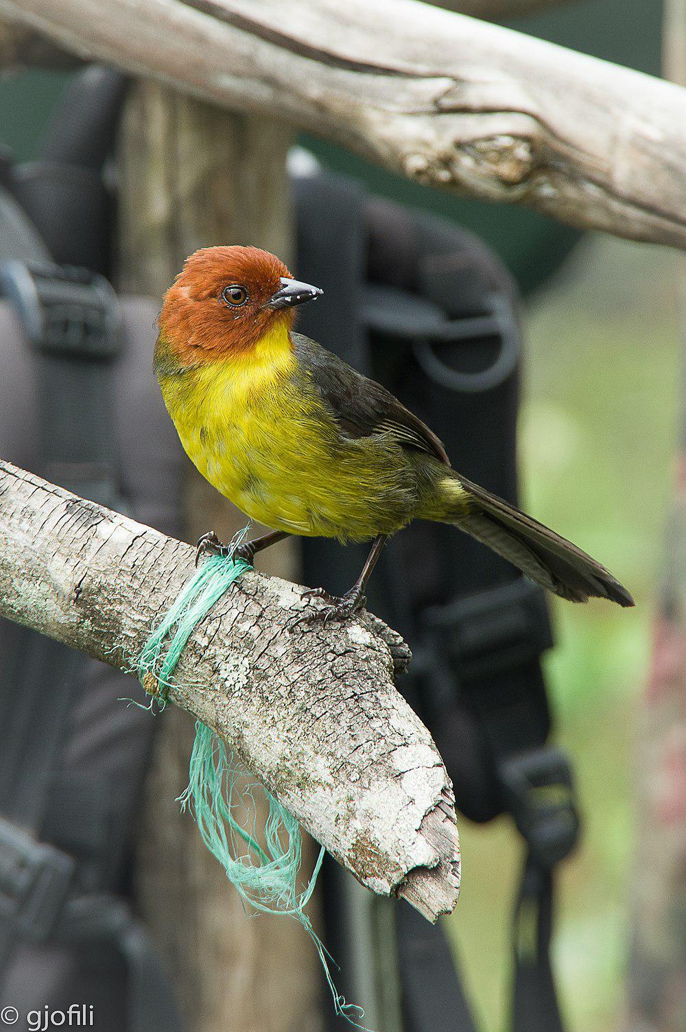 栗头薮雀 / Tepui Brushfinch / Atlapetes personatus