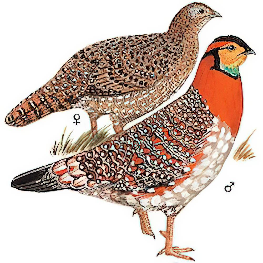 灰腹角雉 / Blyth\'s Tragopan / Tragopan blythii