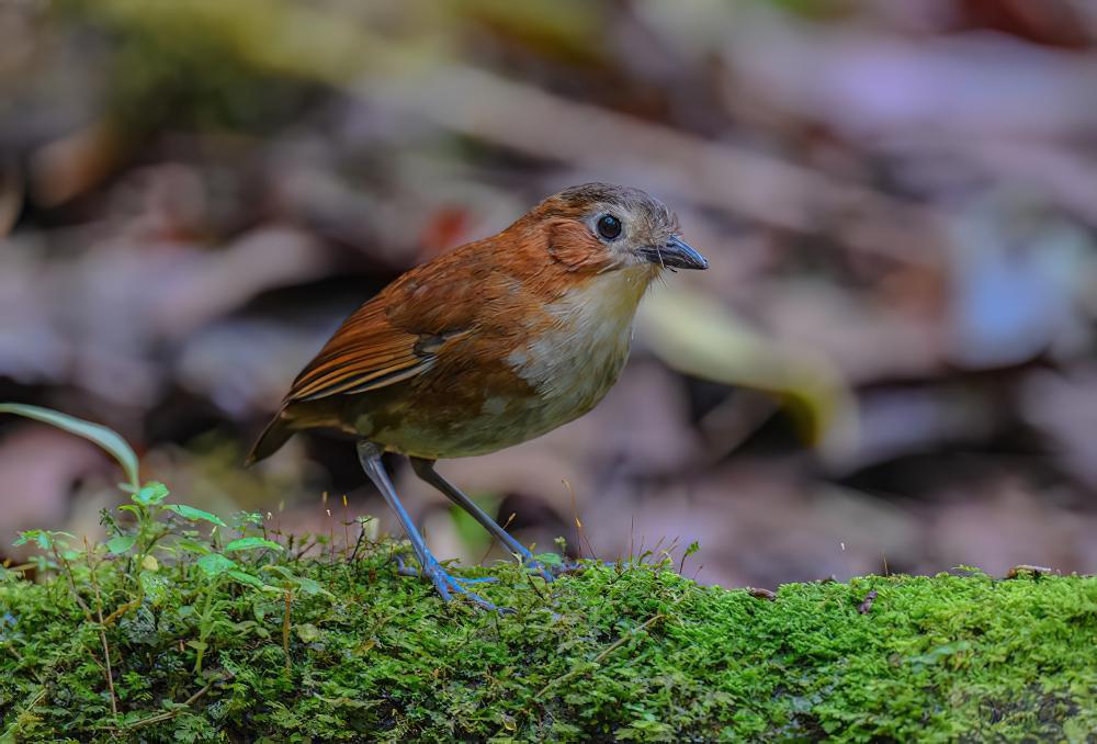 普氏蚁鸫 / Rusty-tinged Antpitta / Grallaria przewalskii