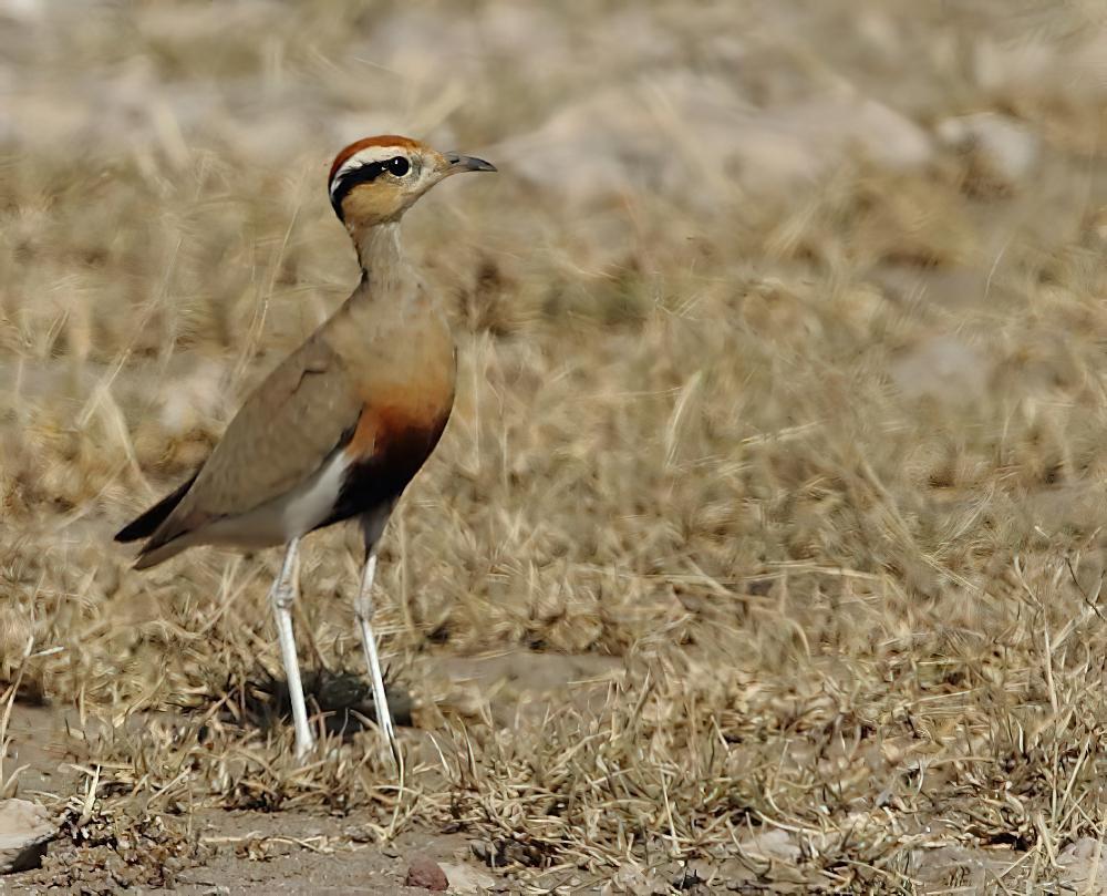 黑腹走鸻 / Temminck\'s Courser / Cursorius temminckii