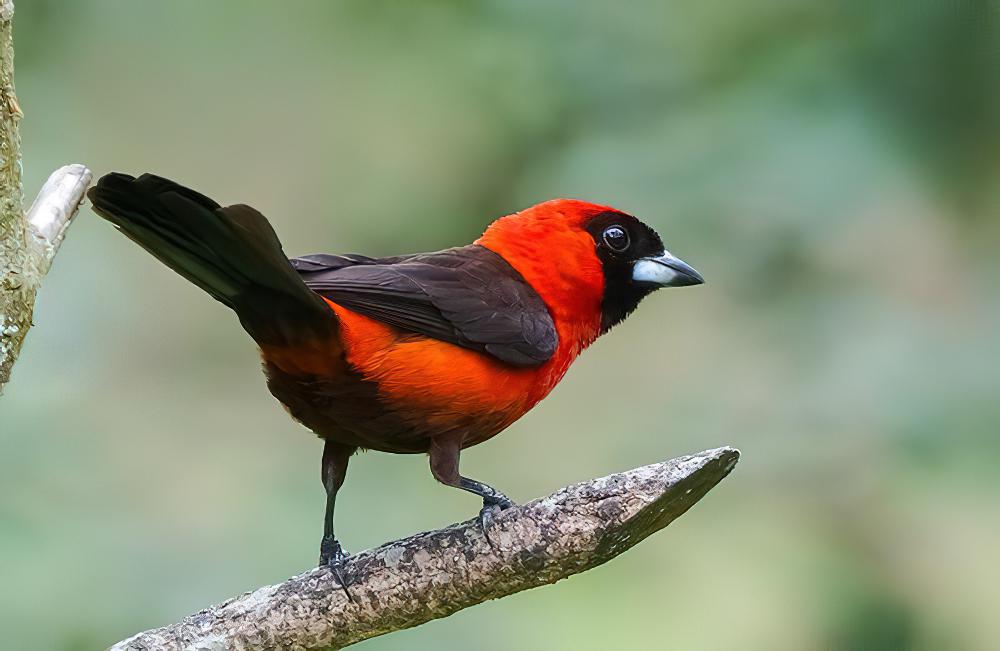 绯红厚嘴唐纳雀 / Masked Crimson Tanager / Ramphocelus nigrogularis