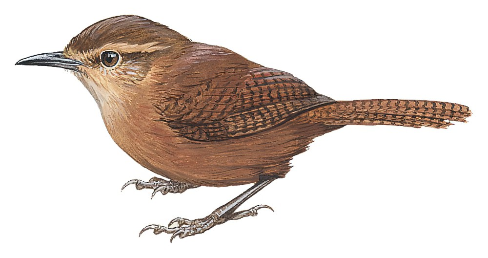 茶色鹪鹩 / Fulvous Wren / Cinnycerthia fulva