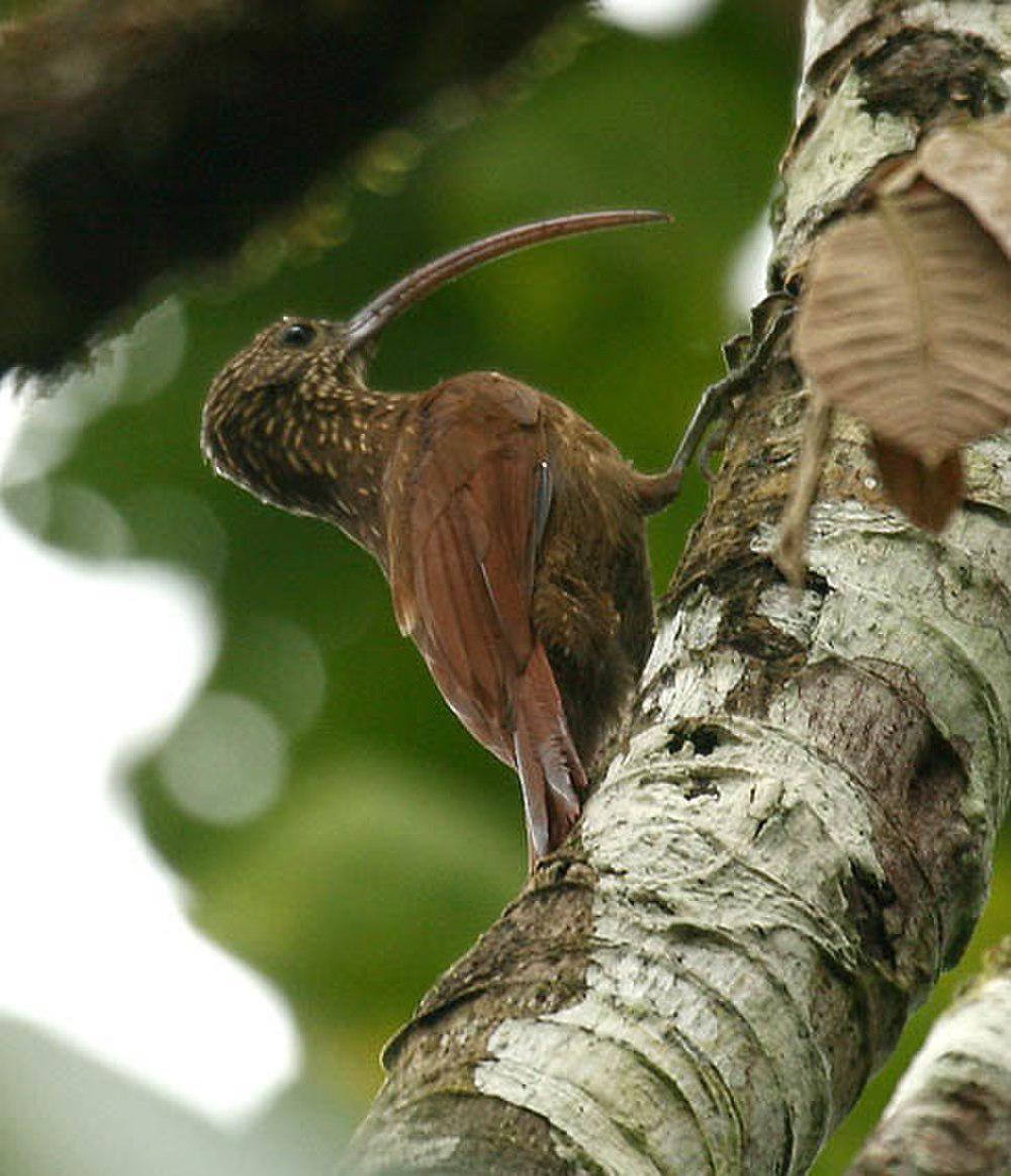 红嘴镰嘴䴕雀 / Red-billed Scythebill / Campylorhamphus trochilirostris