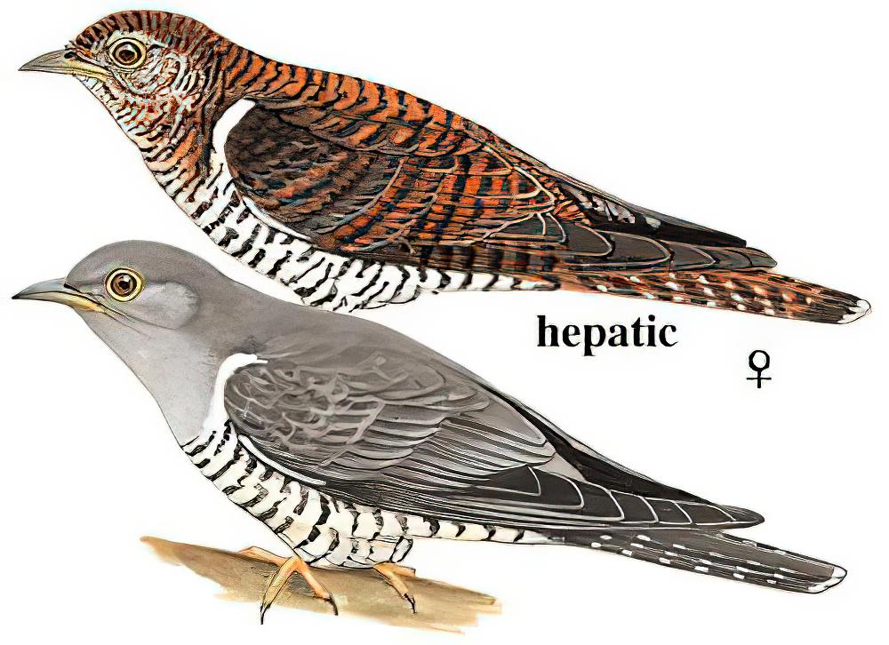 中杜鹃 / Himalayan Cuckoo / Cuculus saturatus