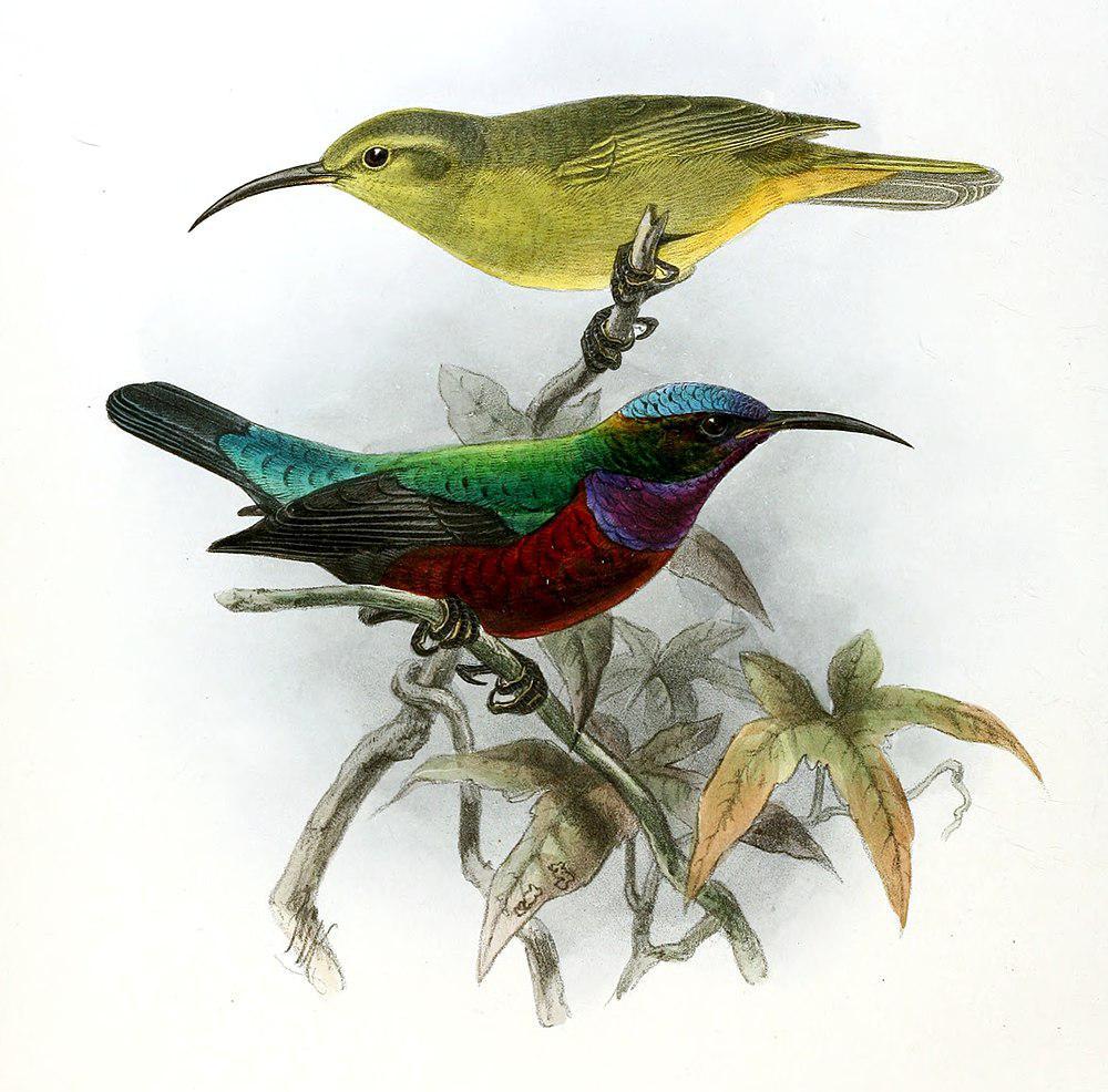 雅美花蜜鸟 / Superb Sunbird / Cinnyris superbus