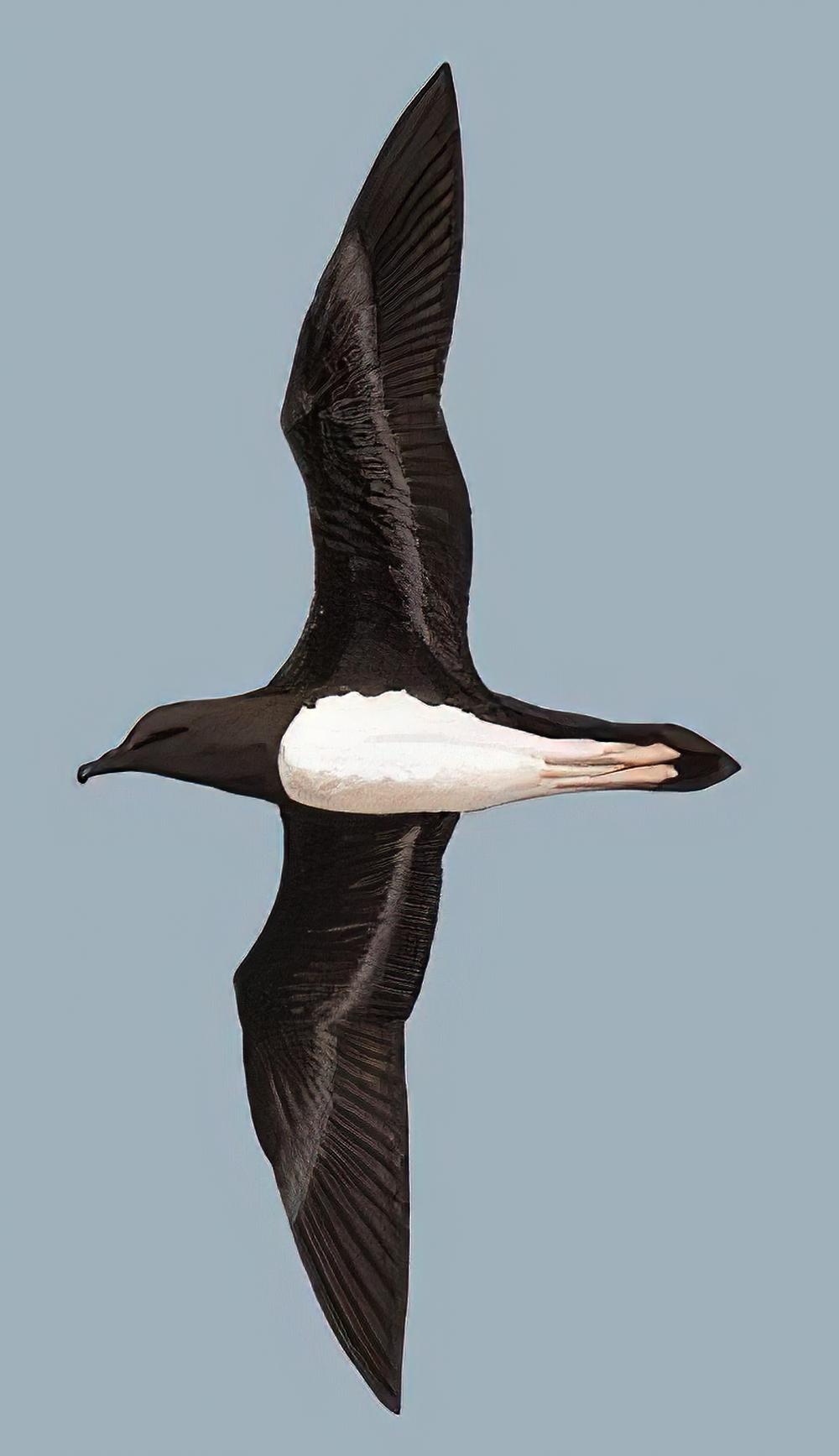 钩嘴圆尾鹱 / Tahiti Petrel / Pseudobulweria rostrata