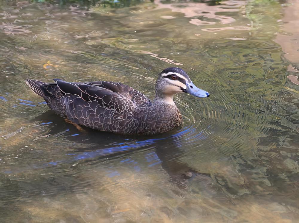 太平洋黑鸭 / Pacific Black Duck / Anas superciliosa